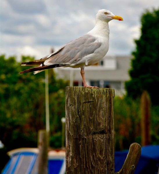Copyright Danny Kirsic Photography